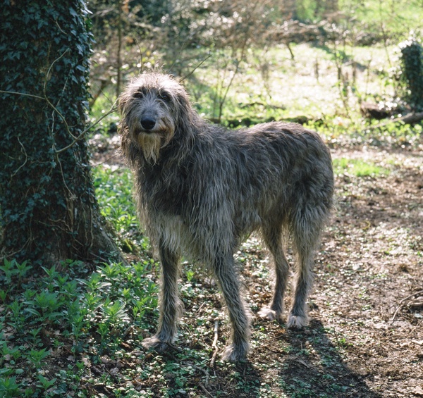 scraggly looking scottish deerhound dog standing next to tree